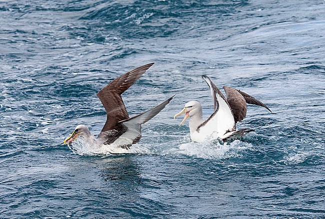 Adult Northern Buller's Albatross (Thalassarche bulleri platei) fighting with Salvin’s Albatross (Thalassarche salvini), on the right, off the Chatham Islands, New Zealand. stock-image by Agami/Marc Guyt,