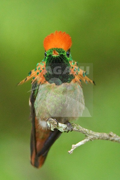 Tufted Coquette (Lophornis ornatus) perched on a branch in Trinidad and Tobago. stock-image by Agami/Glenn Bartley,