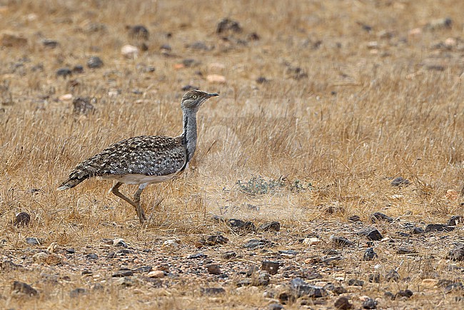 Houbara Bustard (Chlamydotis undulata fuertaventurae) at El Jable plains on Lanzarote Island. stock-image by Agami/David Monticelli,