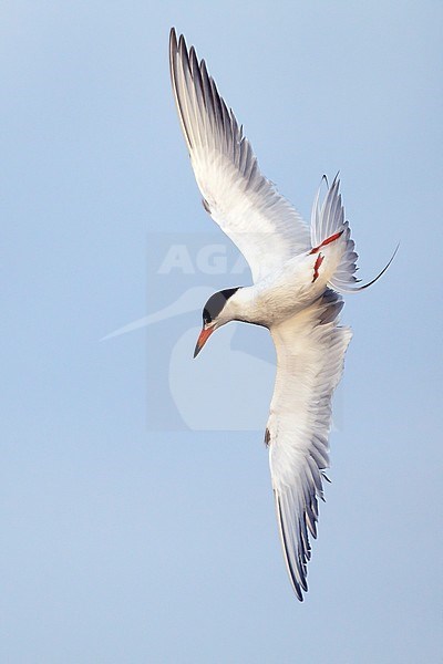 Adult breeding
Galveston Co., TX
April 2011 stock-image by Agami/Brian E Small,