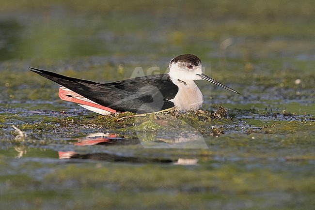 Black-winged Stilt (Himantopus himantopus), side view of an adult sitting on the nest, Italy stock-image by Agami/Saverio Gatto,