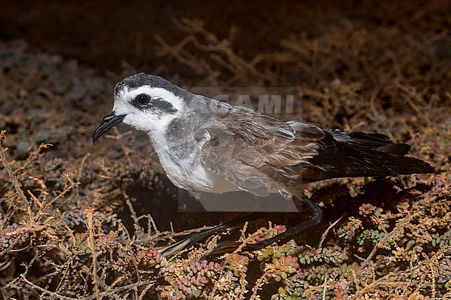 White-faced Storm Petrel, Adult, Boavista, Cape Verde (Pelagodroma marina) stock-image by Agami/Saverio Gatto,