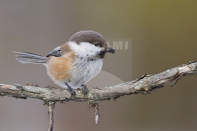 Siberian Tit - Lapplandmeise - Poecile cinctus lapponicus, Finland stock-image by Agami/Ralph Martin,
