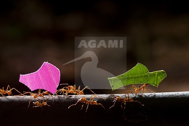 Bladmieren dragen stukjes bald; Leafcutter Ants carrying pieces of leaf stock-image by Agami/Bence Mate,