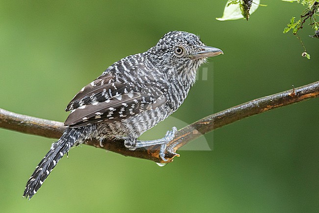 A male Bar-crested Antshrike (Thamnophilus multistriatus) at San Rafael, Antioquia, Colombia. stock-image by Agami/Tom Friedel,