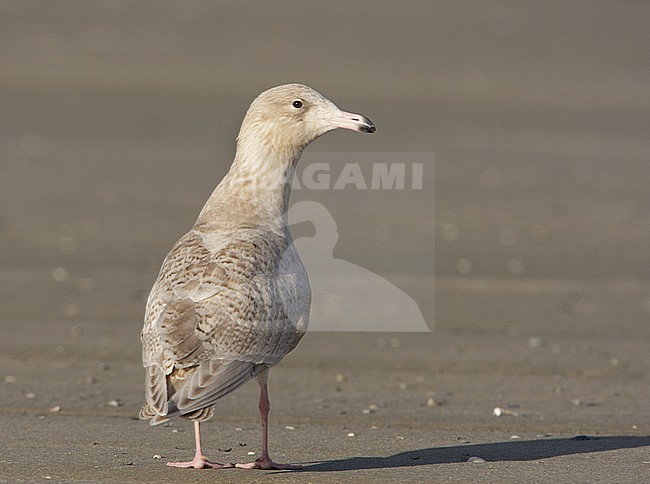 Grote Burgemeester; Glaucous Gull; Larus hyperboreus stock-image by Agami/Arie Ouwerkerk,