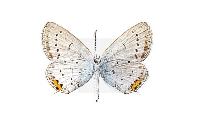 Short-tailed Blue, Cupido argiades stock-image by Agami/Wil Leurs,