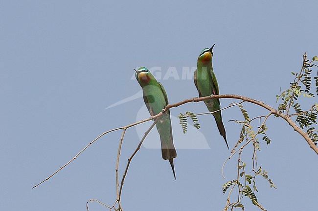 Blue-cheeked Bee-eater, Merops persicus stock-image by Agami/James Eaton,