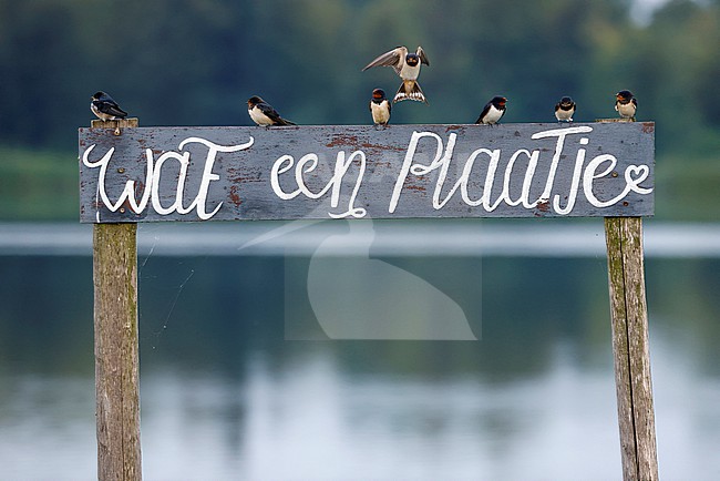 resting Barn Swallows stock-image by Agami/Chris van Rijswijk,