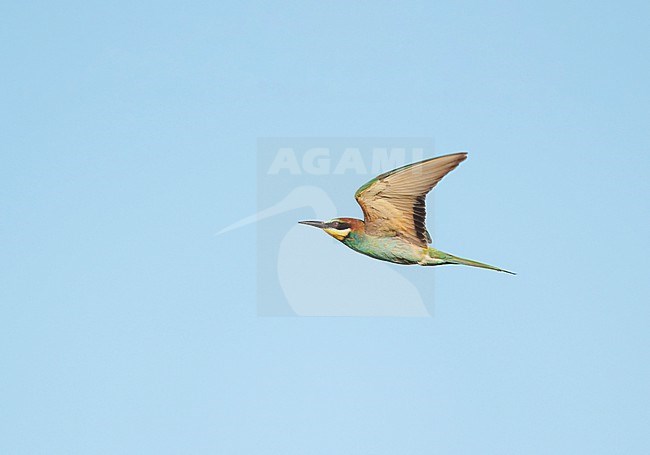 adult European Bee-eater (Merops apiaster) flying in blue sky near a small breeding colony in Limburg. This species is rare in the Netherlands as a new breeding bird species stock-image by Agami/Ran Schols,