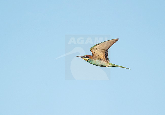 adult European Bee-eater (Merops apiaster) flying in blue sky near a small breeding colony in Limburg. This species is rare in the Netherlands as a new breeding bird species stock-image by Agami/Ran Schols,