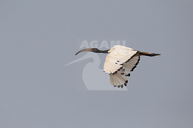 adult African sacred ibis (Threskiornis aethiopicus) in flight, found at Lake Albert in Uganda stock-image by Agami/Mathias Putze,