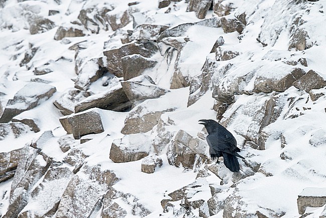 Raaf, Common Raven stock-image by Agami/Markus Varesvuo,