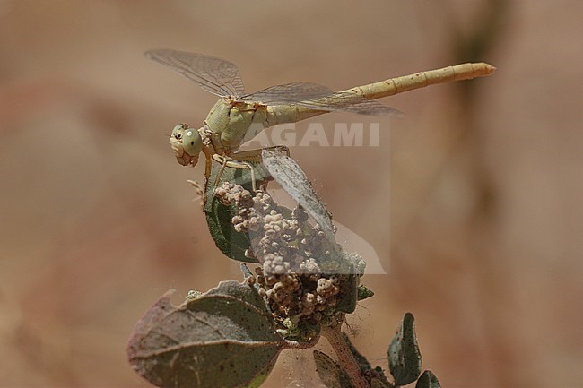 Vrouwtje Anormogomphus kiritshenkoi, female Anormogomphus kiritshenkoi stock-image by Agami/Paul Schrijvershof,