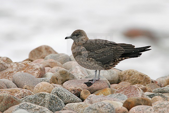 First-winter Arctic Skua (Stercorarius parasiticus) standing on a pebble beach at Kattvik, Skåne, in Sweden. stock-image by Agami/Helge Sorensen,