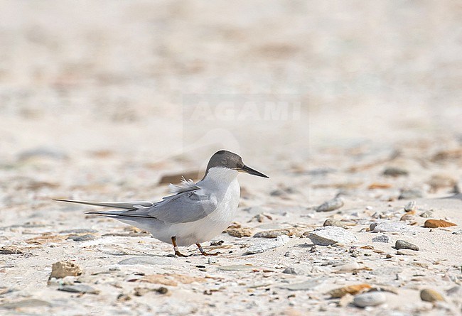 Adult Damara tern (Sternula balaenarum) in South Africa. stock-image by Agami/Pete Morris,