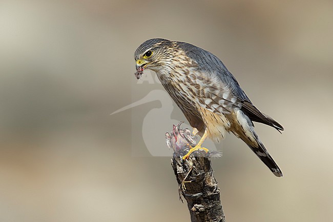 Adult male American Merlin (Falco columbarius columbarius) wintering in Riverside County, California, in November. Perched on a dead branch against a brown background. stock-image by Agami/Brian E Small,
