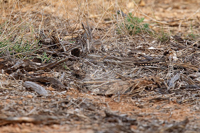 well camouflaged red-necked nightjar (Caprimulgus ruficollis) perching on the ground in an organge orchard in Spain, Andalucia stock-image by Agami/Mathias Putze,