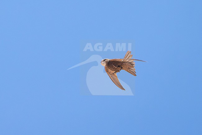 Pallid Swift (Apus pallidus) from below stretching its legs during a migratory flight at sea at Cap Blanc, Nouadhibou. stock-image by Agami/David Monticelli,