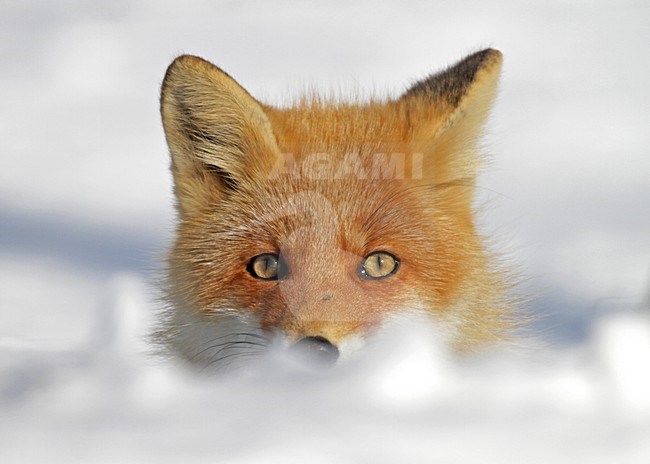 Vos in de sneeuw, Red fox in the snow stock-image by Agami/Pete Morris,