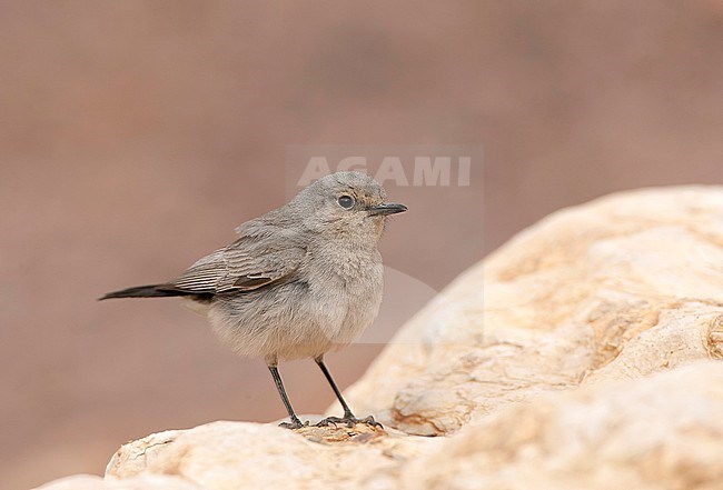 Blackstart (Cercomela melanura) a resident breeder in desert area’s of Israel. stock-image by Agami/Marc Guyt,