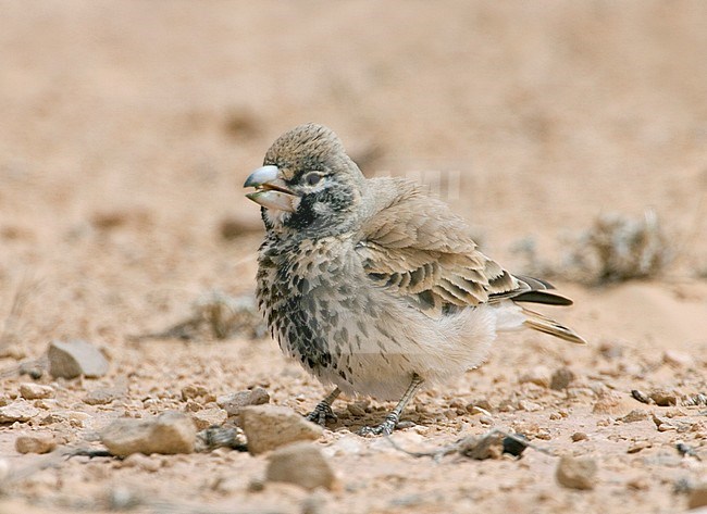 Diksnavelleeuwerik, Thick-billed Lark, Ramphocoris clotbey stock-image by Agami/Daniele Occhiato,