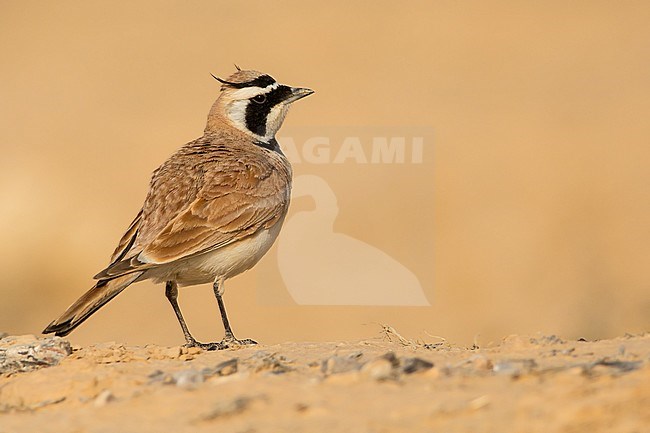 Temminck's Lark (Eremophila bilopha) standing in the desert of Israel. stock-image by Agami/Dubi Shapiro,