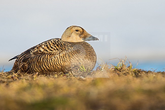 Female Spectacled Eider (Somateria fischeri) resting on side of an arctic tundra pond near Barrow in northern Alaska, United States. stock-image by Agami/Dubi Shapiro,