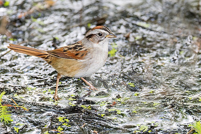 The Swamp Sparrow (Melospiza georgiana) is a medium-sized New World sparrow related to the song sparrow. Here it is seen foraging on a muddy patch in the undergrowth stock-image by Agami/Jacob Garvelink,
