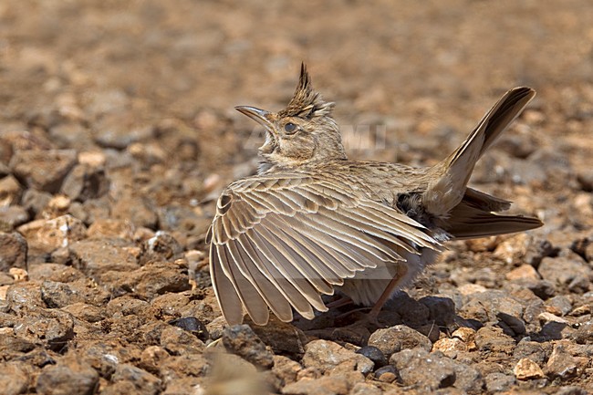 Kuifleeuwerik zingend en baltsend; Common Crested Lark singing and displaying stock-image by Agami/Daniele Occhiato,