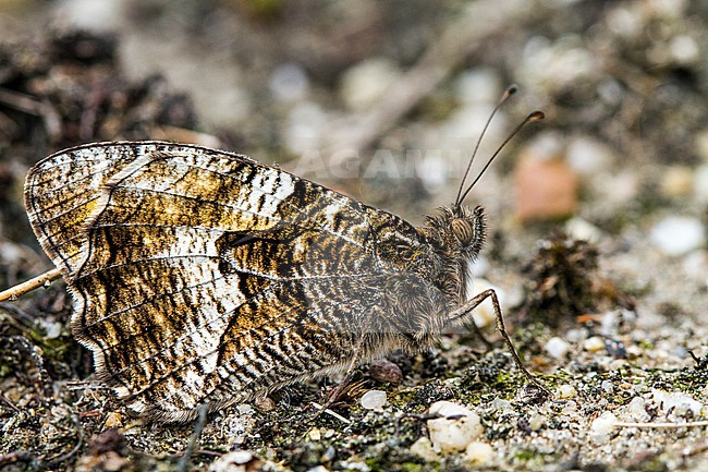 Heivlinder, Grayling stock-image by Agami/Menno van Duijn,