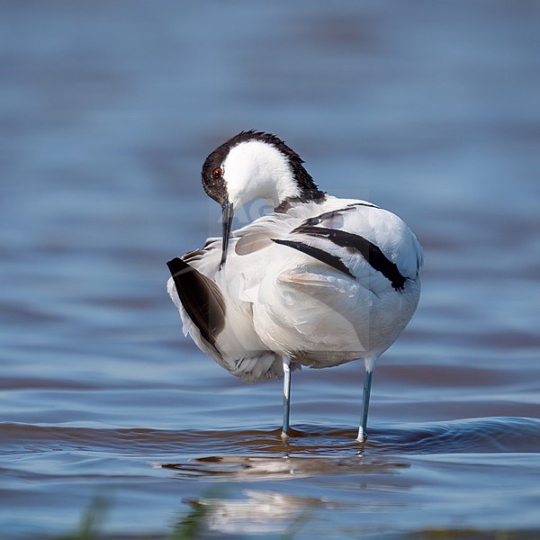 Pied Avocet, Recurvirostra avosetta cleaning feathers in shallow blue water. format square stock-image by Agami/Hans Germeraad,