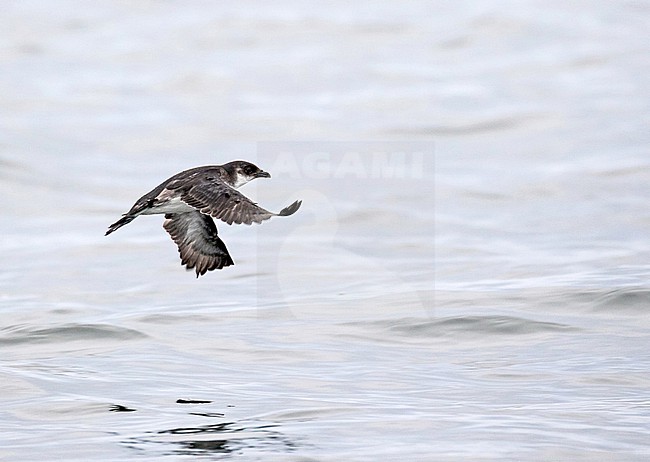 Peruvian Diving Petrel (Pelecanoides garnotii) in flight over the Humboldt Current in the pacific ocean off Peru. Flying past. stock-image by Agami/Pete Morris,