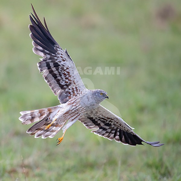 Side view of an subadult male Montagu's Harrier (Circus pygargus) taking flight; raised wings, seen from below. Tanzania stock-image by Agami/Markku Rantala,