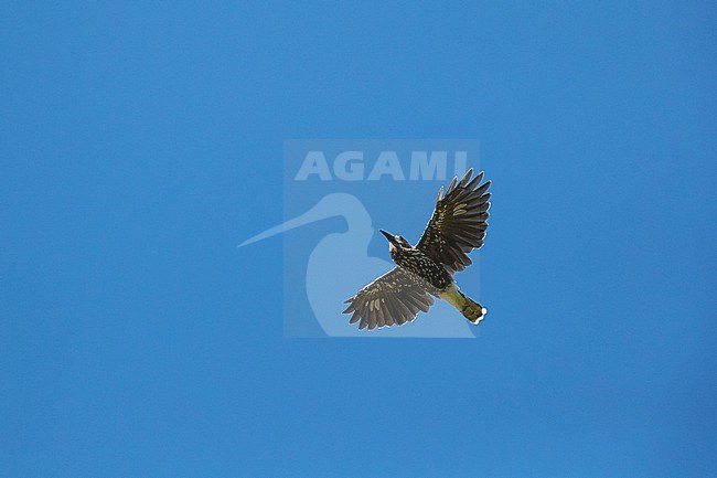 An adult Spotted nutcracker or Eurasian nutcracker (Nucifraga caryocatactes) in flight against the blue sky photographed from below stock-image by Agami/Mathias Putze,