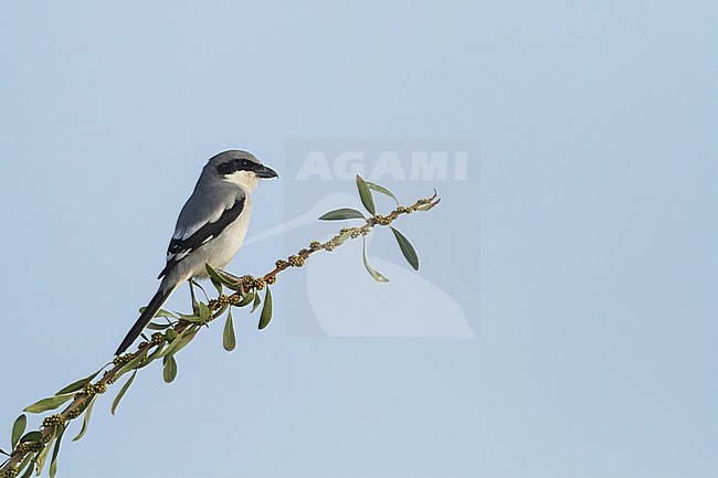 Adult Great Grey Shrike (Lanius meridionalis algeriensis) perched on a bush in Morocco. stock-image by Agami/Ralph Martin,
