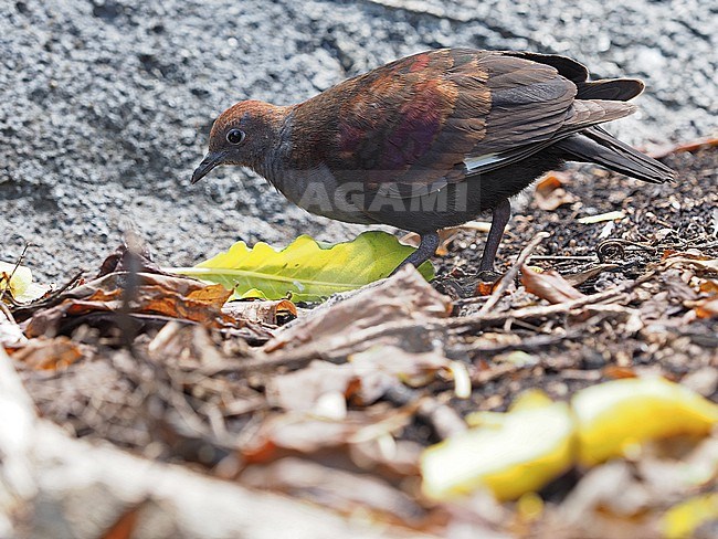 Marquesan ground dove, Pampusana rubescens, in French Polynesia. Walking on the forest floor. stock-image by Agami/James Eaton,
