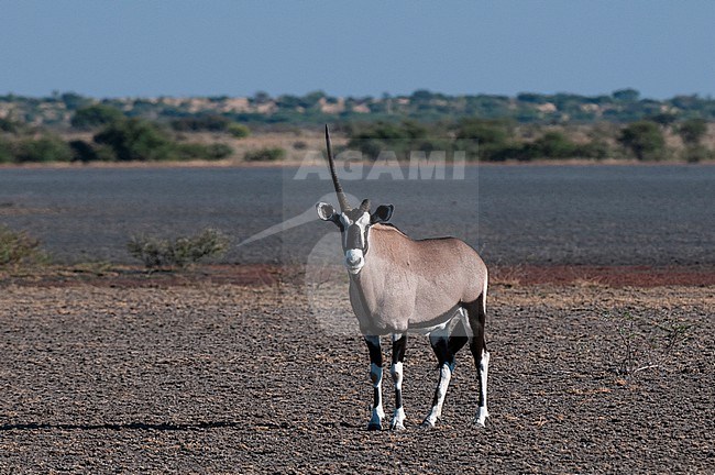 Portrait of a gemsbok, Oryx gazella, with a broken horn. Central Kalahari Game Reserve, Botswana. stock-image by Agami/Sergio Pitamitz,