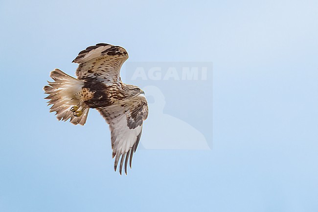 Adult (light morph)
Mackinac Co., MI
April 2025 stock-image by Agami/Brian E Small,