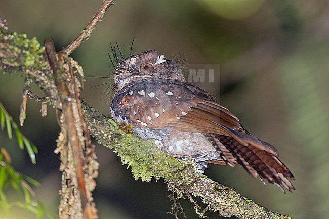Feline Owlet-nightjar (Aegotheles insignis.) Perched on a branch at night in Papua New Guinea. stock-image by Agami/Pete Morris,