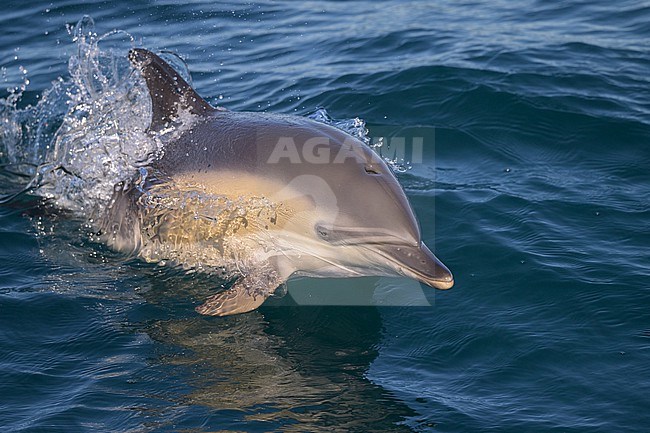 Common dolphin (Delphinus delphis) swimming, about to jump, with the sea as background. stock-image by Agami/Sylvain Reyt,
