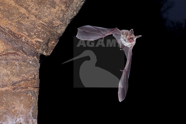 Foeragerende Bechsteins vleermuis, Hunting Bechstein's bat stock-image by Agami/Theo Douma,