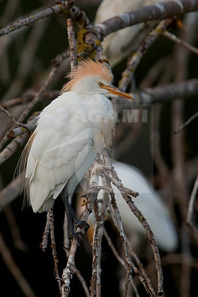 Cattle Egret, adult perched on a branch, Campania, Italy stock-image by Agami/Saverio Gatto,