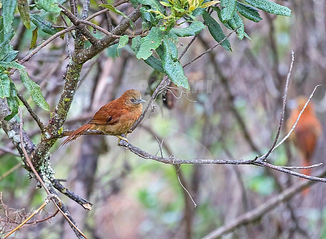 Russet-mantled Softtail (Cranioleuca berlepschi) in northern Peru. stock-image by Agami/Pete Morris,