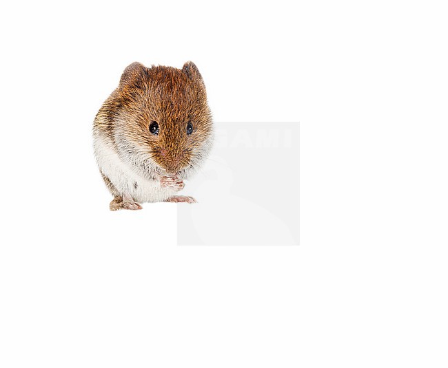 Tiny Field Vole (Microtus agrestis) photographed against white background. stock-image by Agami/Theo Douma,