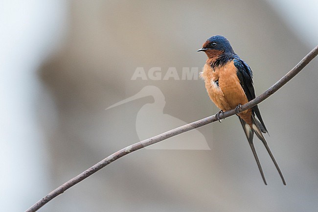 Barn Swallow - Rauchschwalbe - Hirundo rustica tytleri, Russia (Baikal), adult stock-image by Agami/Ralph Martin,