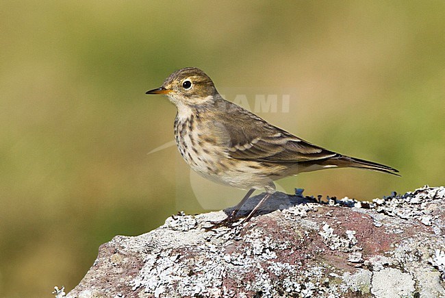 American Buff-bellied Pipit, Amerikaanse Waterpieper stock-image by Agami/David Monticelli,