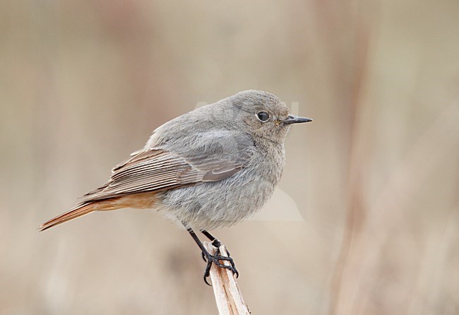 Vrouwtje Zwarte Roodstaart; Female Black Redstart stock-image by Agami/Markus Varesvuo,