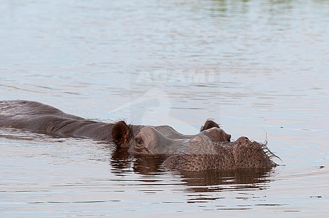 A hippopotamus, Hippopotamus amphibius, swimming. Khwai Concession, Okavango Delta, Botswana. stock-image by Agami/Sergio Pitamitz,