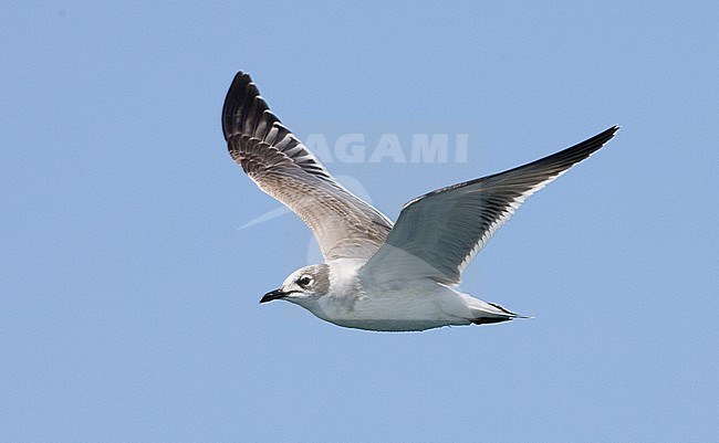 First-winter Franklin's Gull (Leucophaeus pipixcan) in flight against a blue sky  as background. stock-image by Agami/Brian Sullivan,